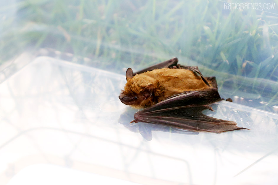Nature Photography – Little Brown Bat Photography in Columbia, MO