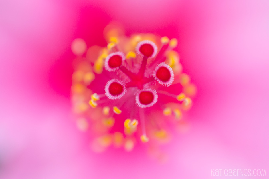 Macro Nature Photography – Floral Intimacy – Hibiscus Architecture