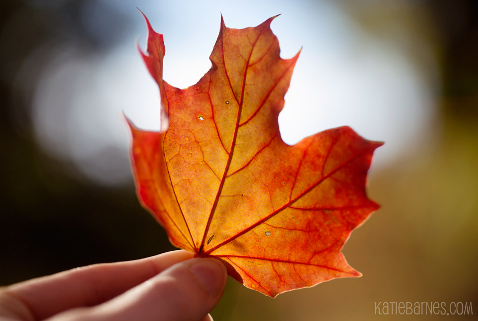 Finding fall color in maple leaves – Mount Auburn Cemetery