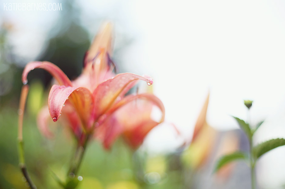Fine Art Floral Photography – Tiger Lily Flower with Dew Drops – Columbia, MO