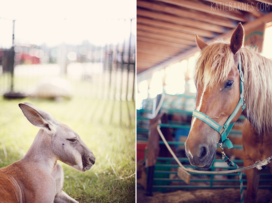 Fine Art Animal Portrait Photography – Kangaroo and Horse – Columbia, MO