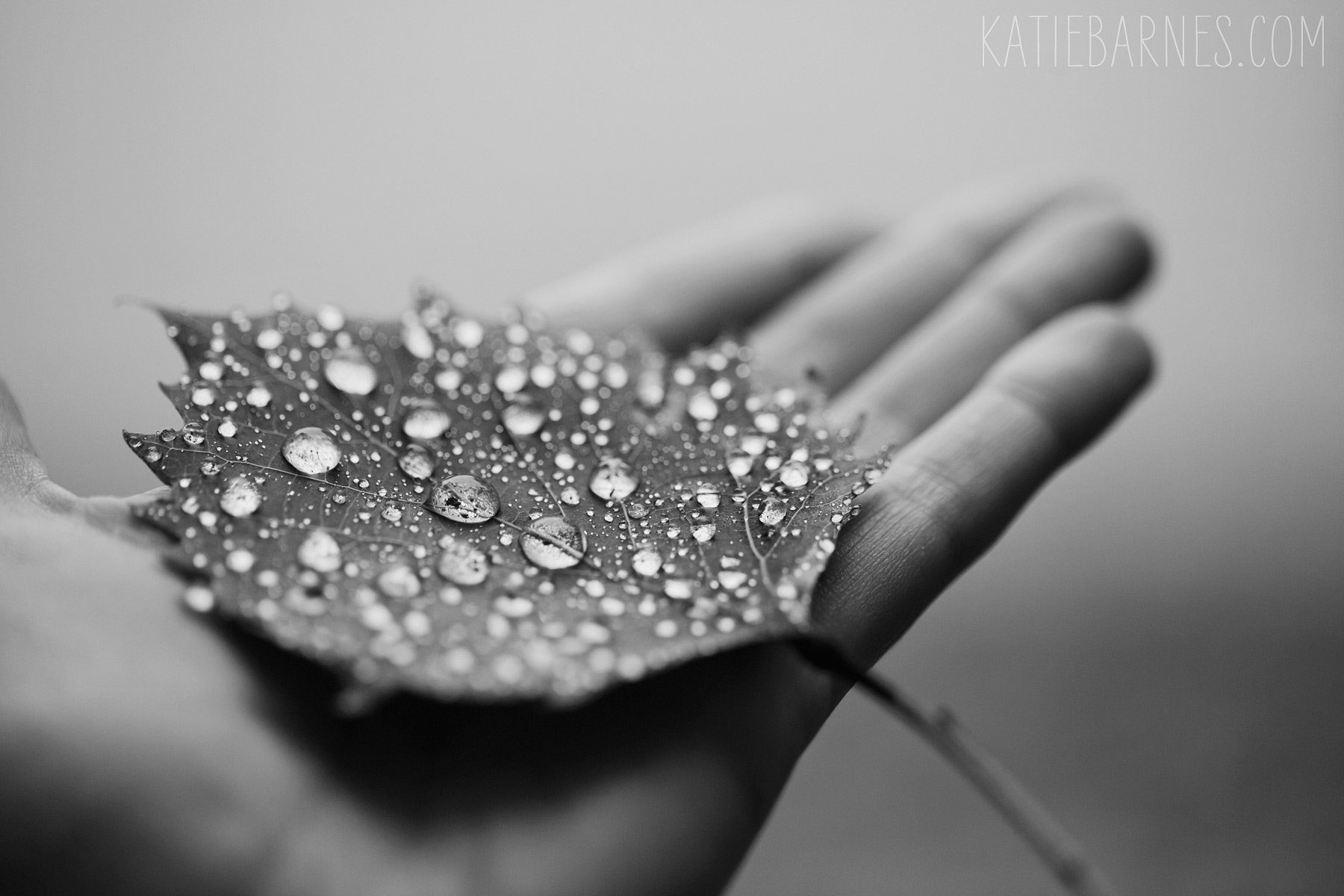 20140909-leaf-droplets