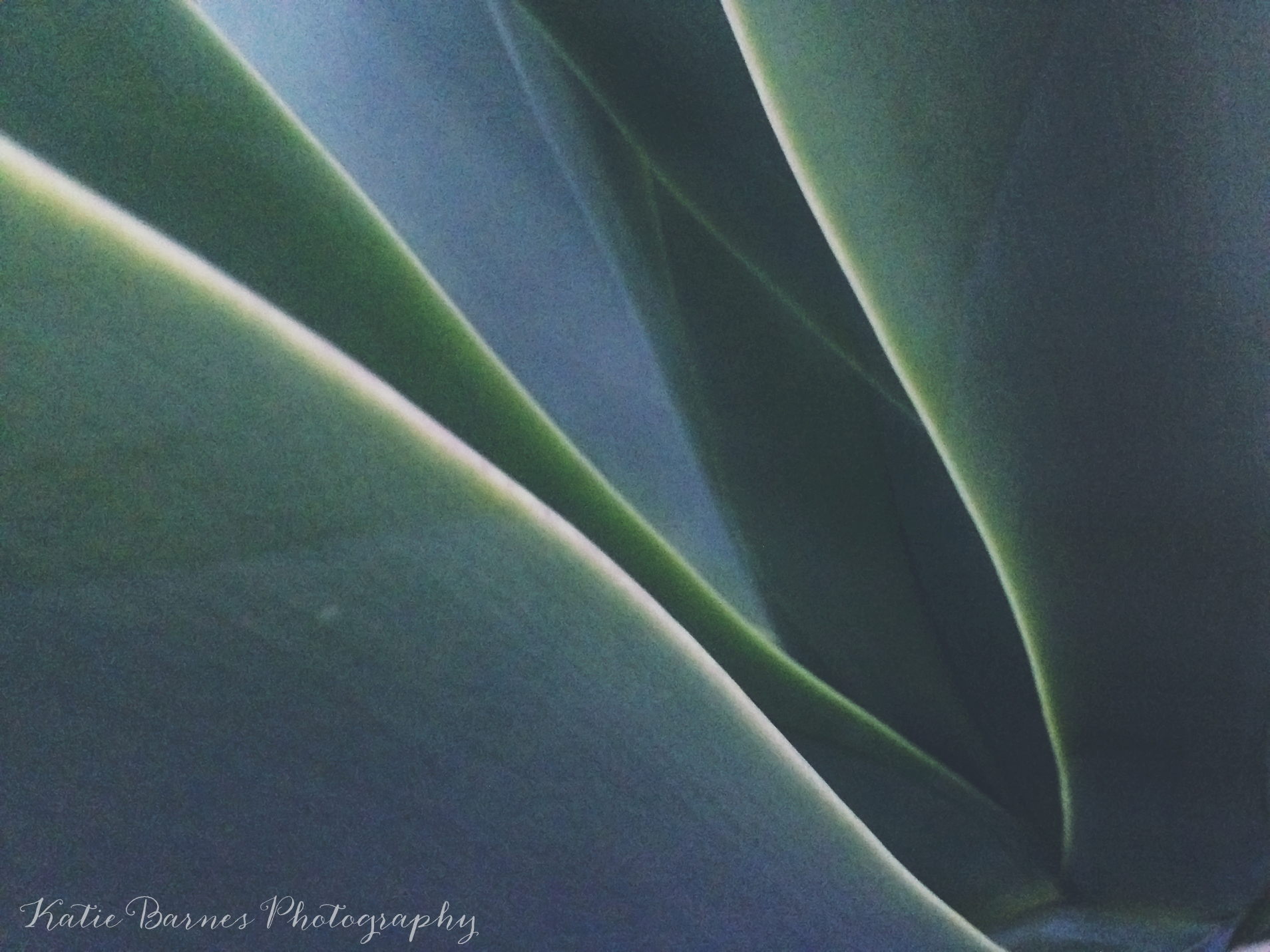 Fine art abstract photo of agave century plant leaves in Venice, CA.