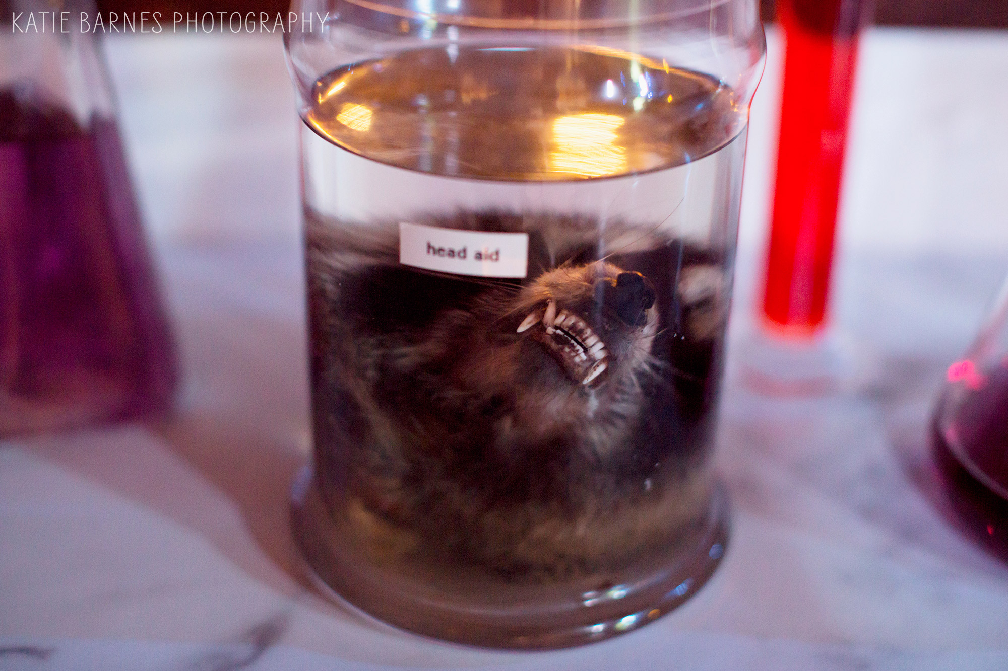 A coyote head is preserved in a jar for GTP Frankenstein.